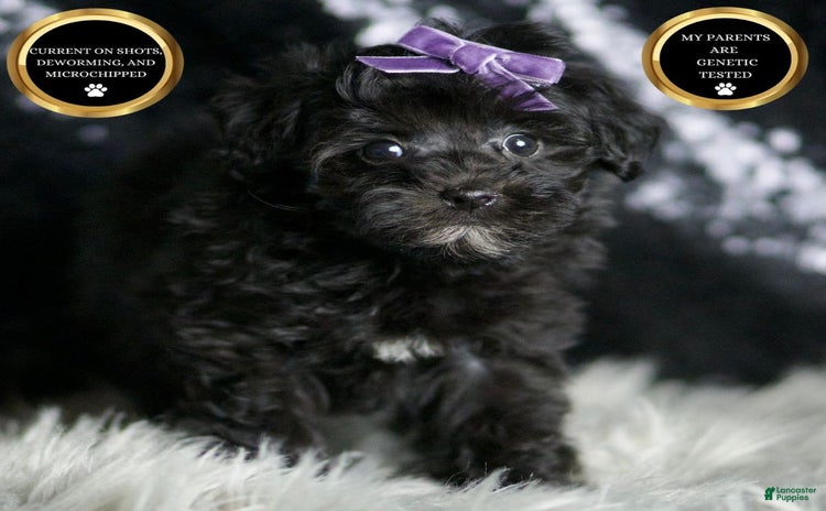 Maltipoo dogs - Advert 34