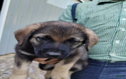 Norwegian Elkhound dogs for sale: Duke - Image 4