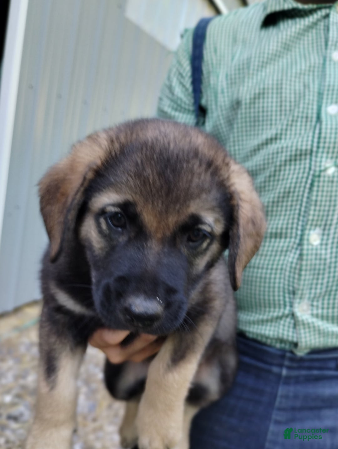 Norwegian Elkhound dogs for sale: Duke - Image 4