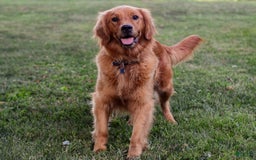 Golden Retriever dogs for sale: Indy - Image 10