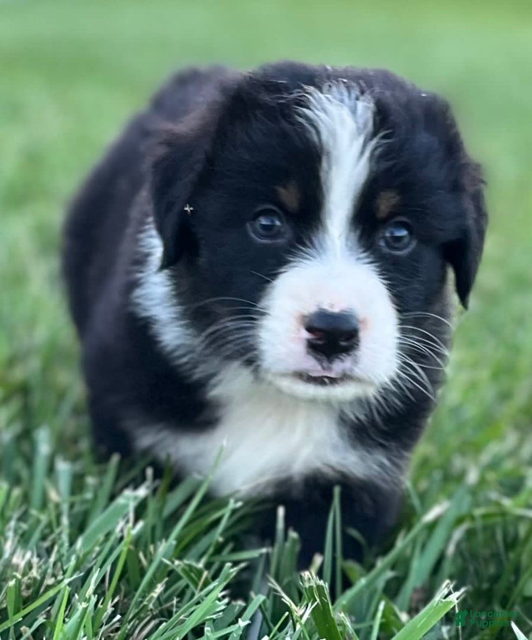 Australian Shepherd dogs for sale: Colby - Image 4
