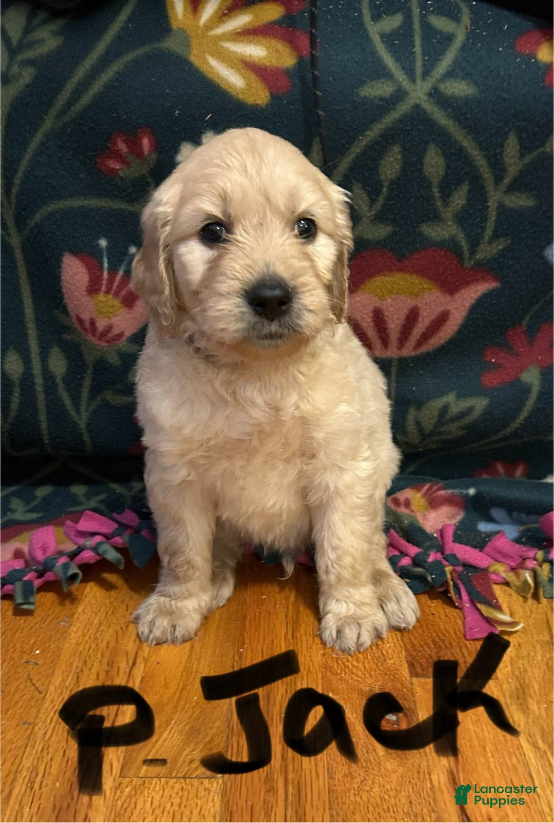 Goldendoodle dogs for sale: Pepper Jack - Image 6