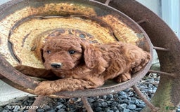 Mini Goldendoodle dogs for sale: Zeke - Image 3
