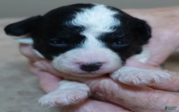 Toy Poodle dogs for sale: Zara Parti Girl - Image 2