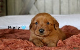 Golden Retriever dogs for sale: Rusty - Image 10