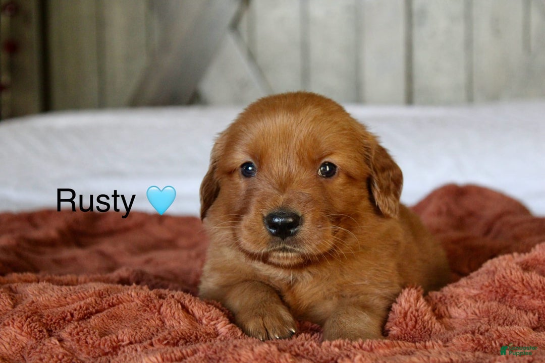 Golden Retriever dogs for sale: Rusty - Image 10