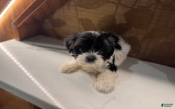 Morkie dogs for sale: Mr. Tiny - Image 3