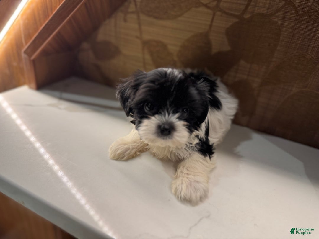 Morkie dogs for sale: Mr. Tiny - Image 3