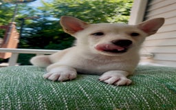 Shiba Inu dogs for sale: Pinky - Image 3