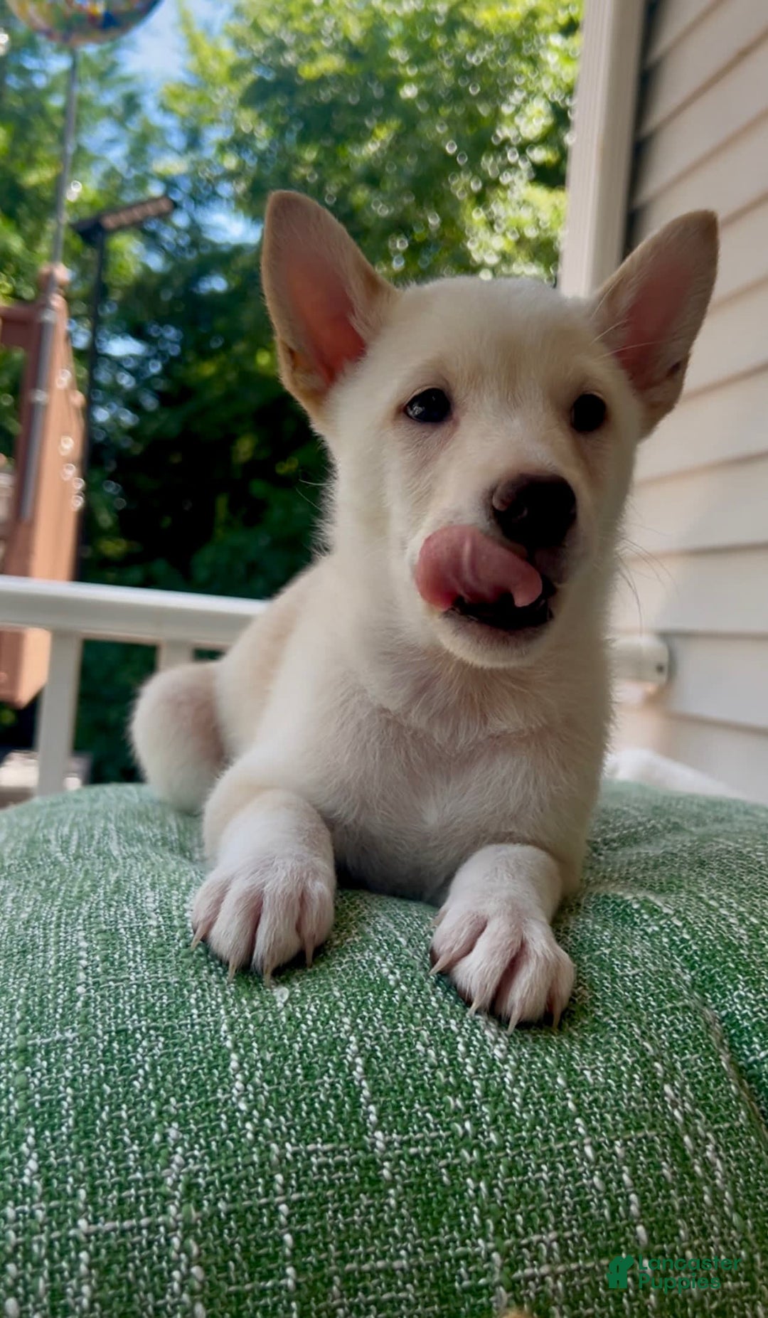 Shiba Inu dogs for sale: Pinky - Image 3