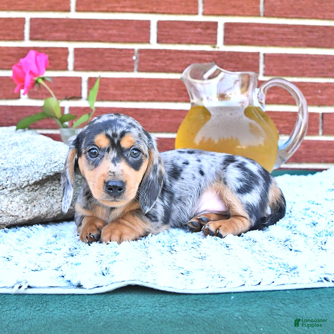 Miniature Dachshund dogs for sale: Tommy - Image 4