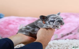 French Bulldog dogs for sale: Daisy - Image 1