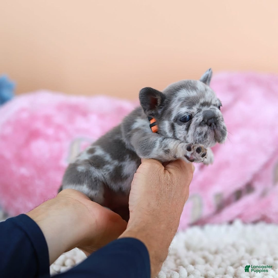 French Bulldog dogs for sale: Daisy - Image 1