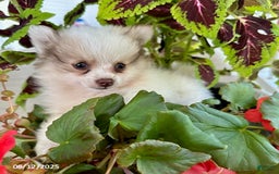 Pomeranian dogs for sale: Kody - Image 1