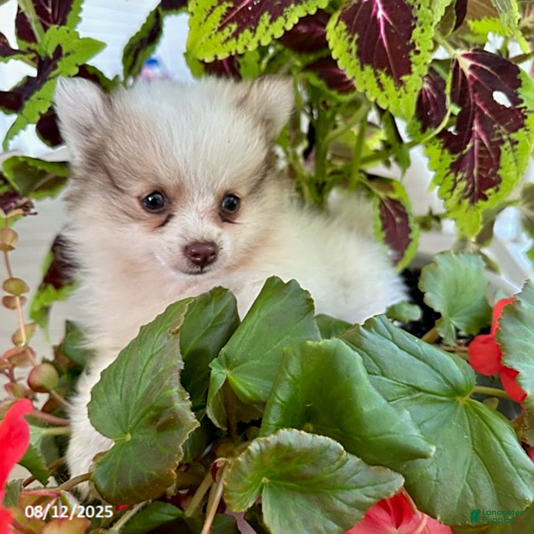Pomeranian dogs for sale: Kody - Image 1