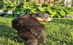 Australian Shepherd dogs for sale: Australian Shepherd 4 puppies - Image 14