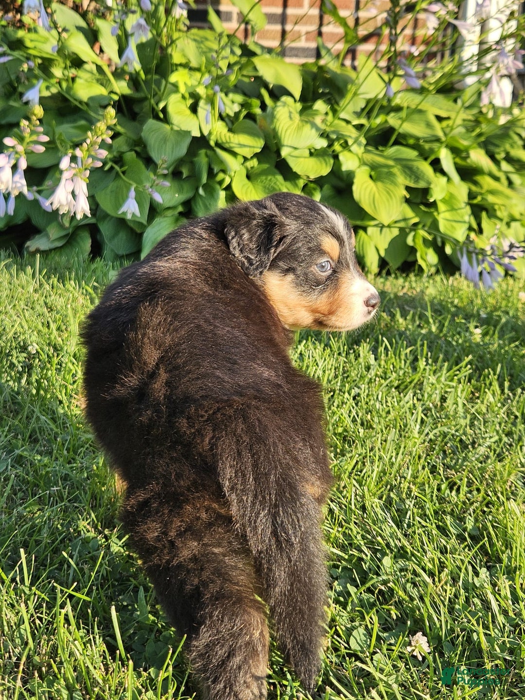 Australian Shepherd dogs for sale: Australian Shepherd 4 puppies - Image 14