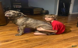 Cane Corso dogs for sale: Blue Collar - Image 3