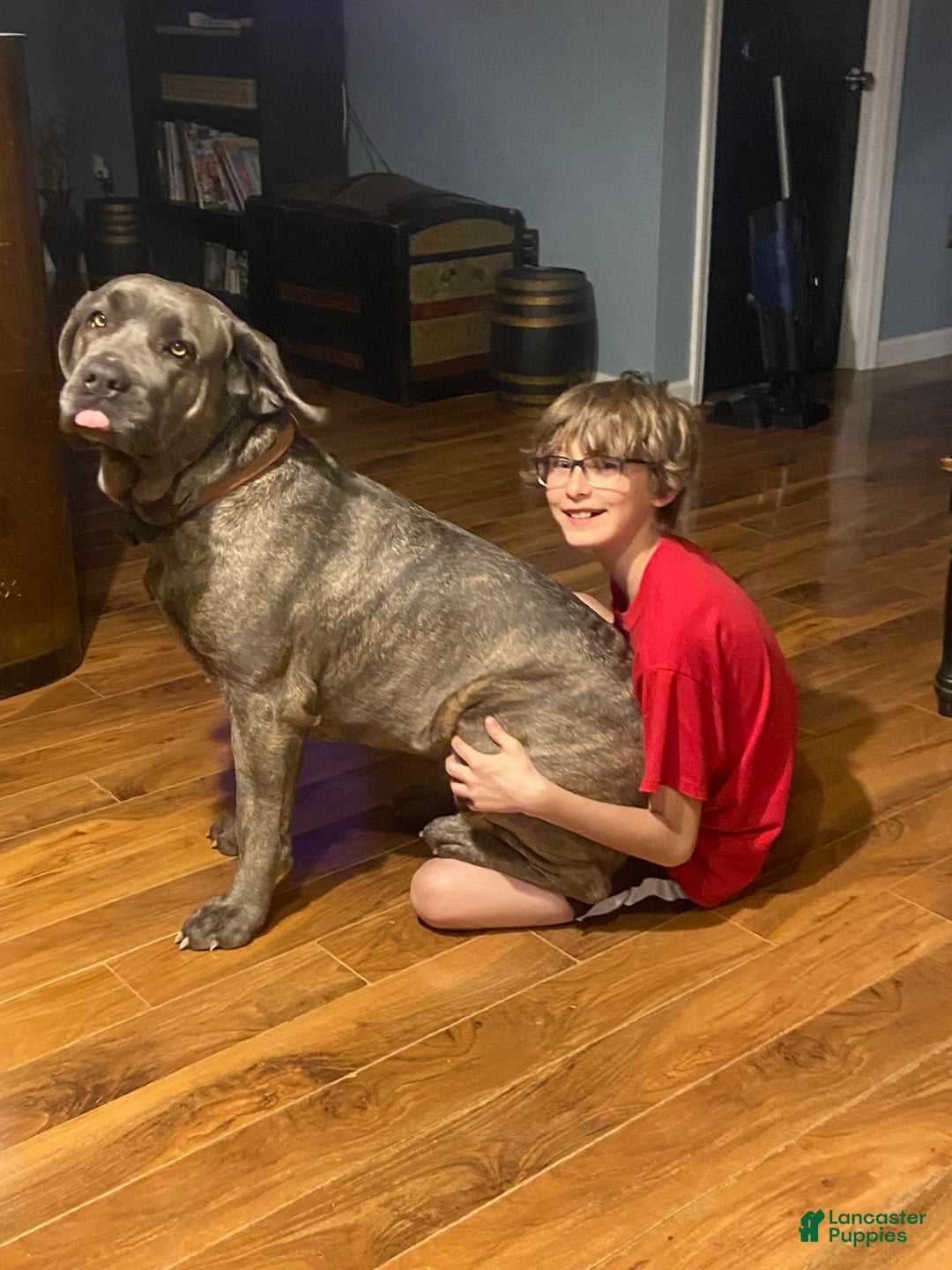 Cane Corso dogs for sale: Blue Collar - Image 3