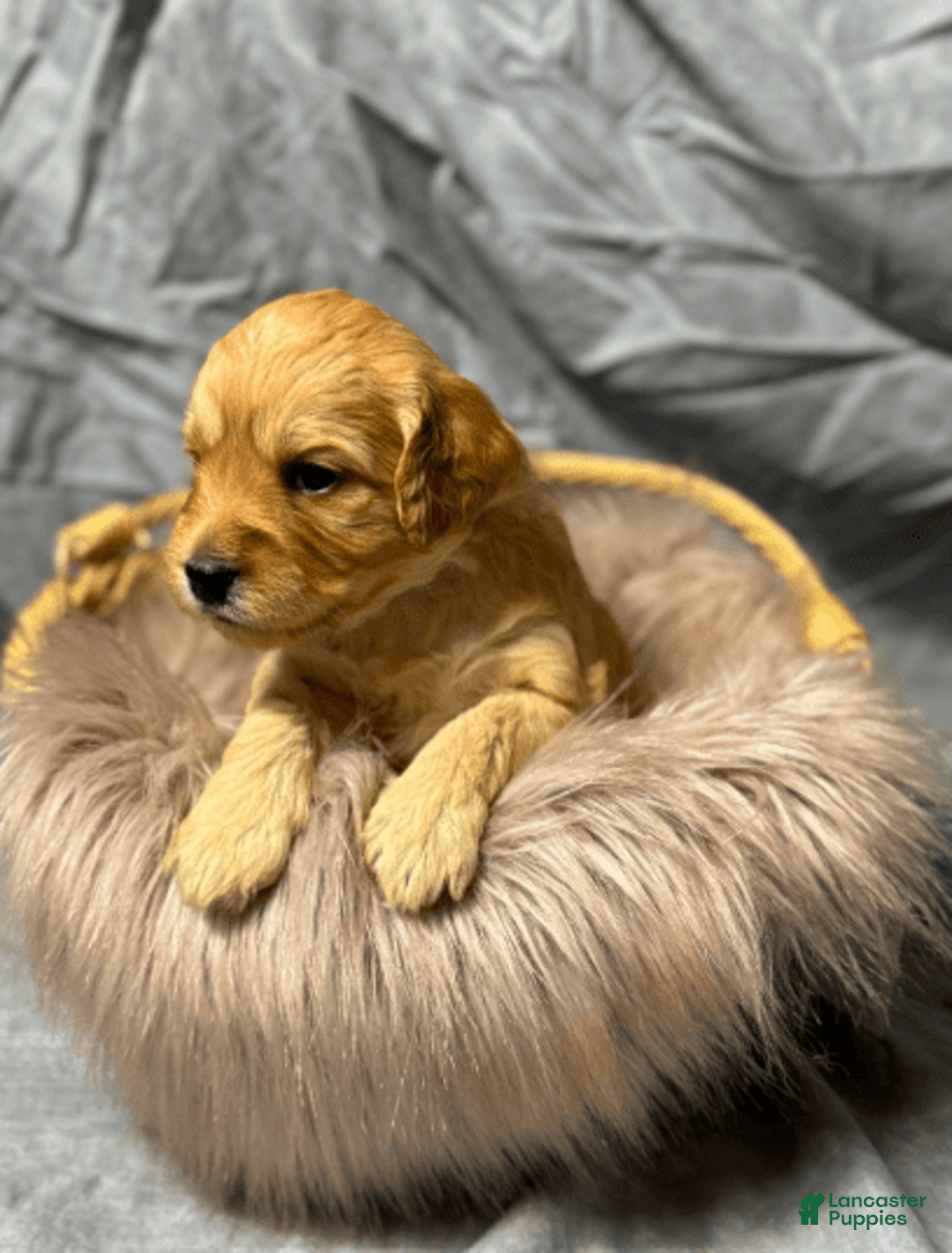 Goldendoodle dogs for sale: Boy 1 - Image 1