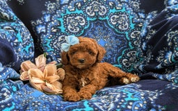 Miniature Poodle dogs for sale: Miniature Poodle 4 puppies - Image 21