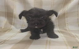 Yorkshire Terrier dogs for sale: 2 Socks - Image 3