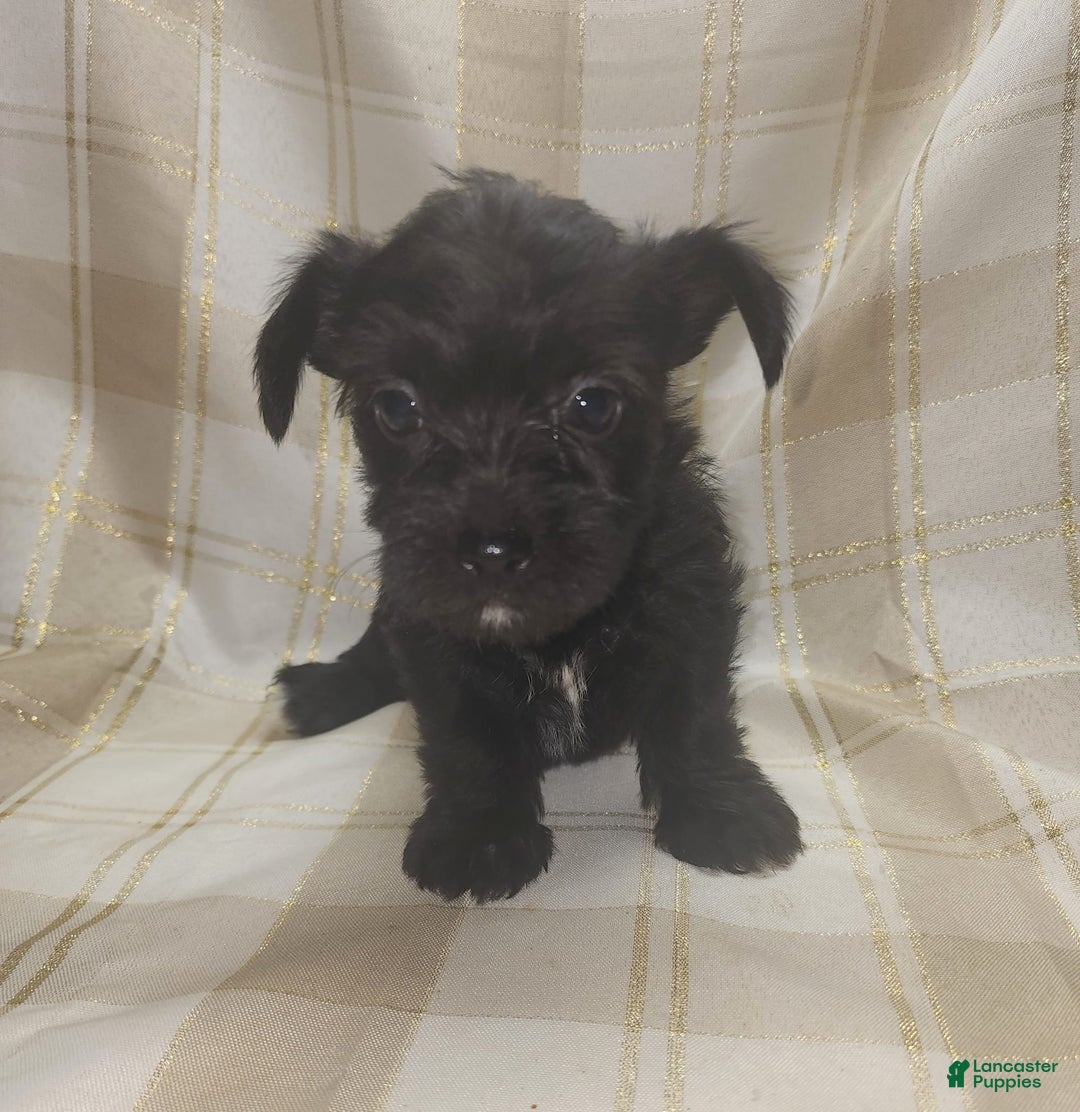 Yorkshire Terrier dogs for sale: 2 Socks - Image 3