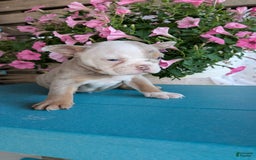 English Bulldog dogs for sale: Harper - Image 8
