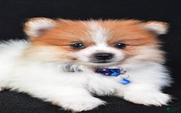Pomeranian dogs for sale: Earl - Image 5