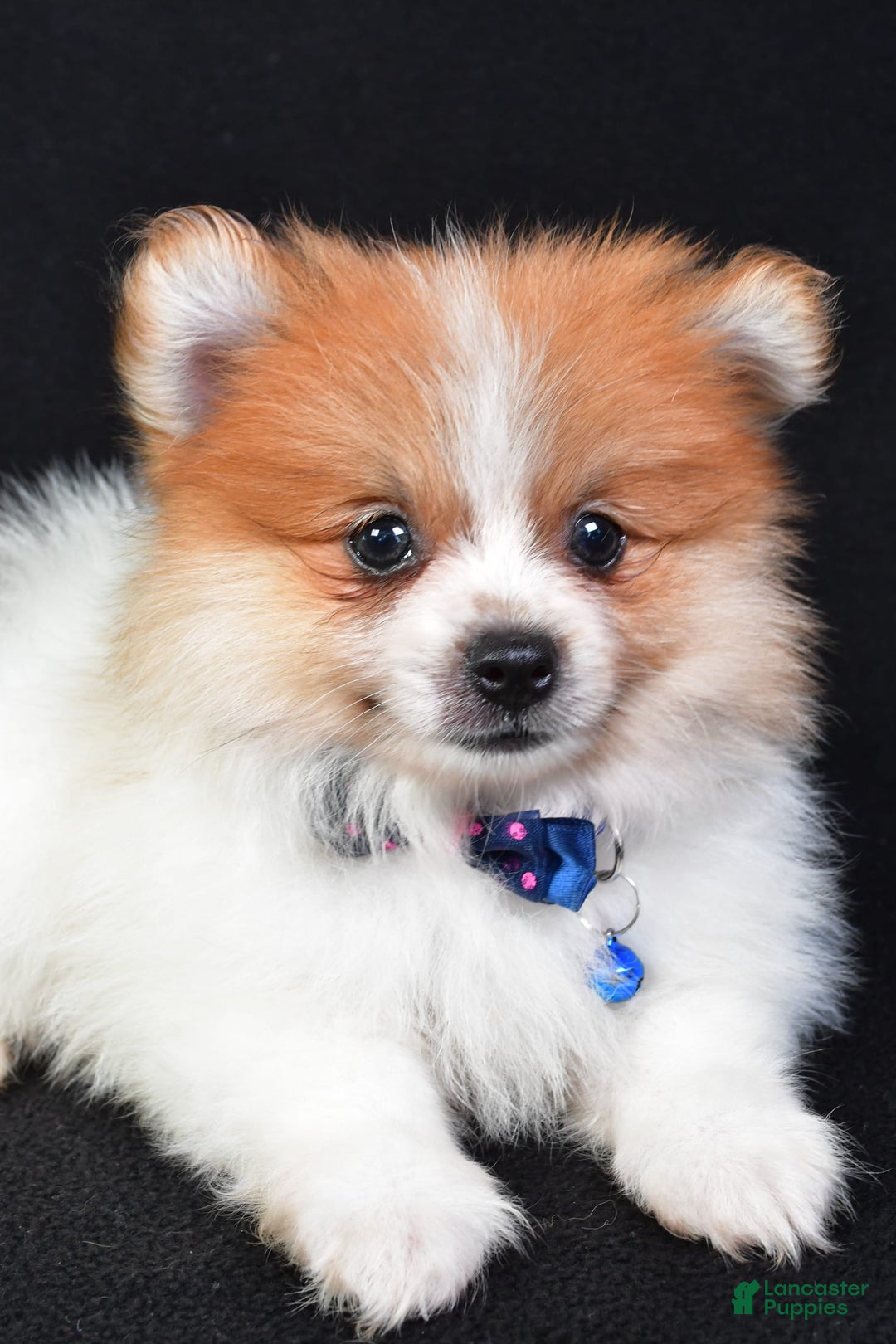 Pomeranian dogs for sale: Earl - Image 5