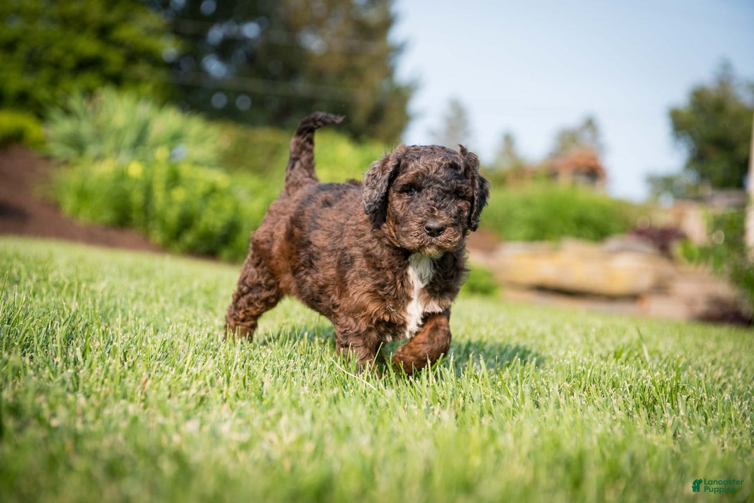Goldendoodle dogs for sale: Shooter - Image 10