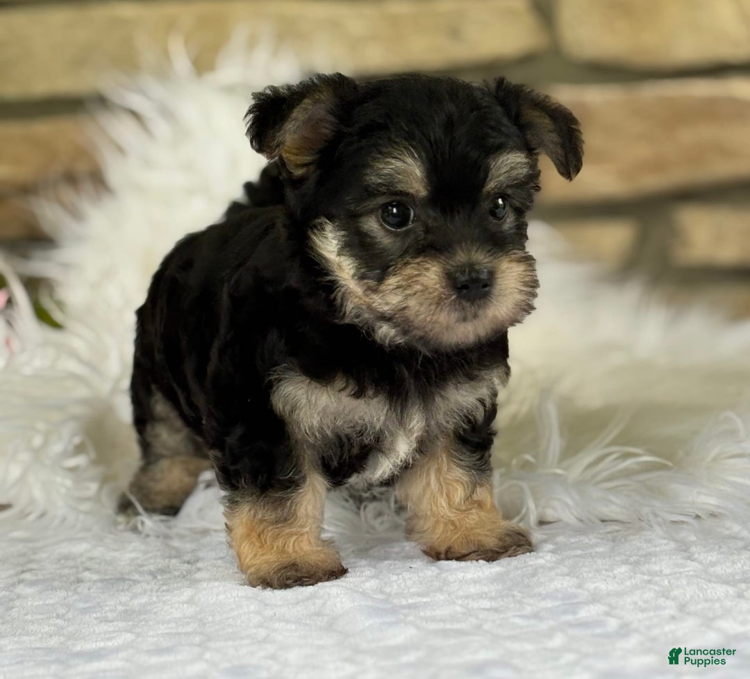 Morkie dogs for sale: Abbie - Image 9