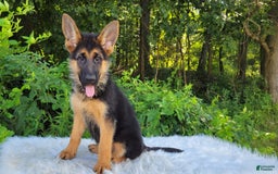 German Shepherd dogs for sale: Ulania - Image 3