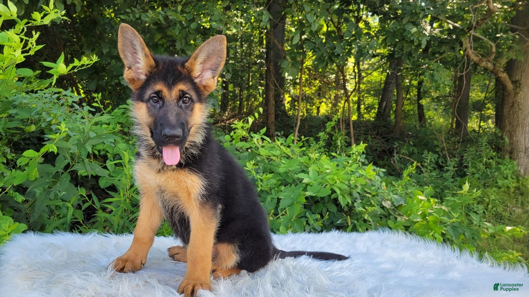 German Shepherd dogs for sale: Ulania - Image 3