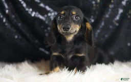 Miniature Dachshund dogs for sale: Oscar - Image 4