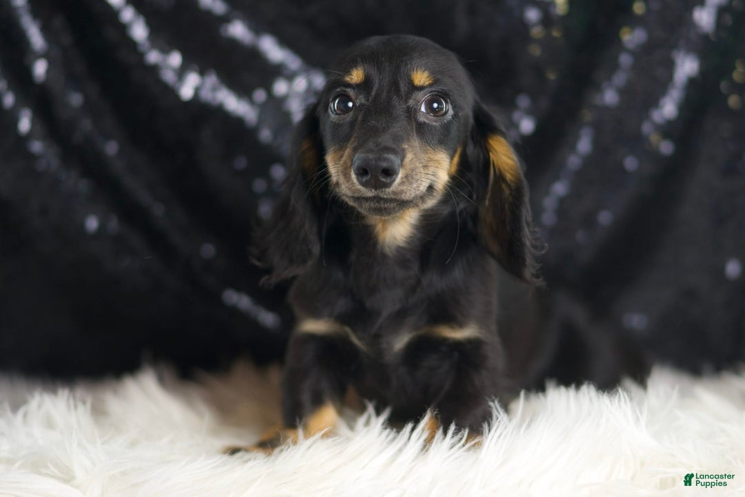 Miniature Dachshund dogs for sale: Oscar - Image 4