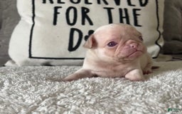 Pug dogs for sale: Pink Chinchilla Male - Image 2