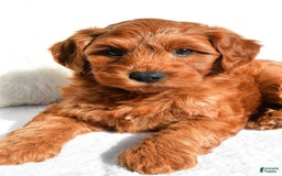  dogs for sale: Asher - Image 4
