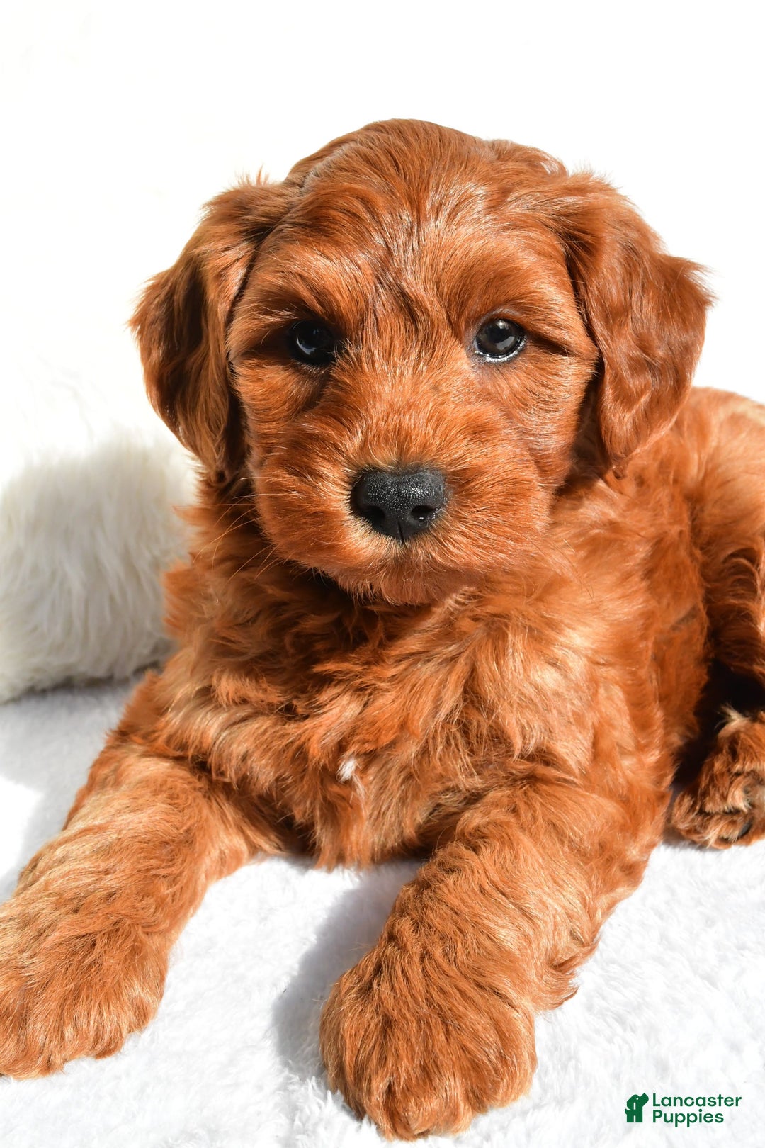  dogs for sale: Asher - Image 4