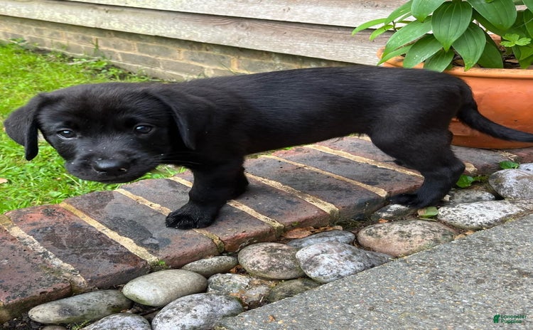 Labrador Retriever dogs for sale - Ad 3