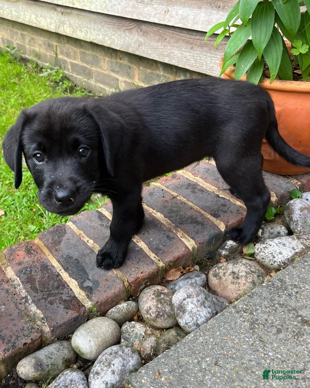 Labrador Retriever dogs for sale: Brina - Image 3