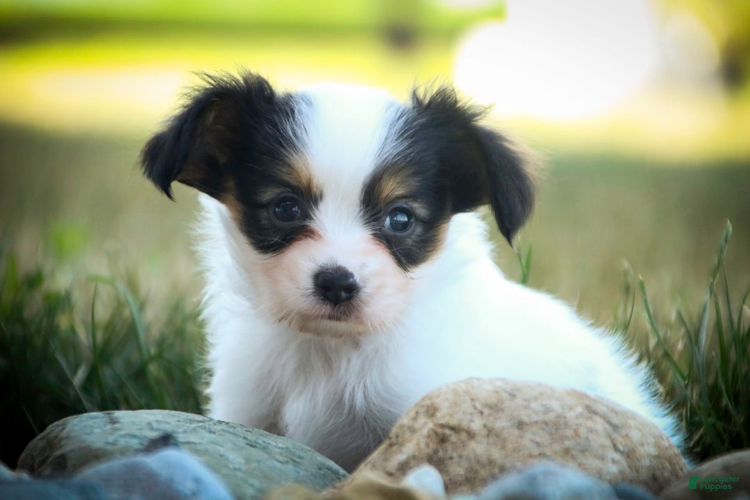 Papillon dogs for sale: Laramie - Image 4