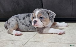English Bulldog dogs for sale: Silver Sprinkles - Image 5