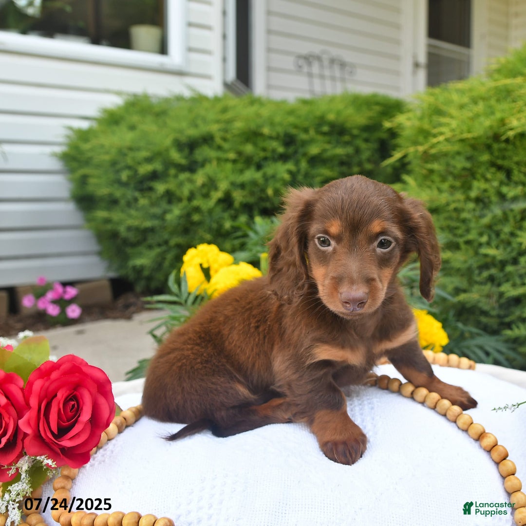 Miniature Dachshund dogs for sale: Tom - Image 4