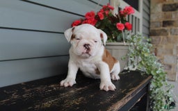 English Bulldog dogs for sale: Ruffles - Image 3