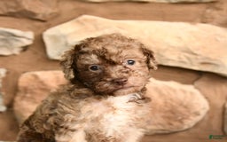 Miniature Poodle dogs for sale: Chocolate - Image 1