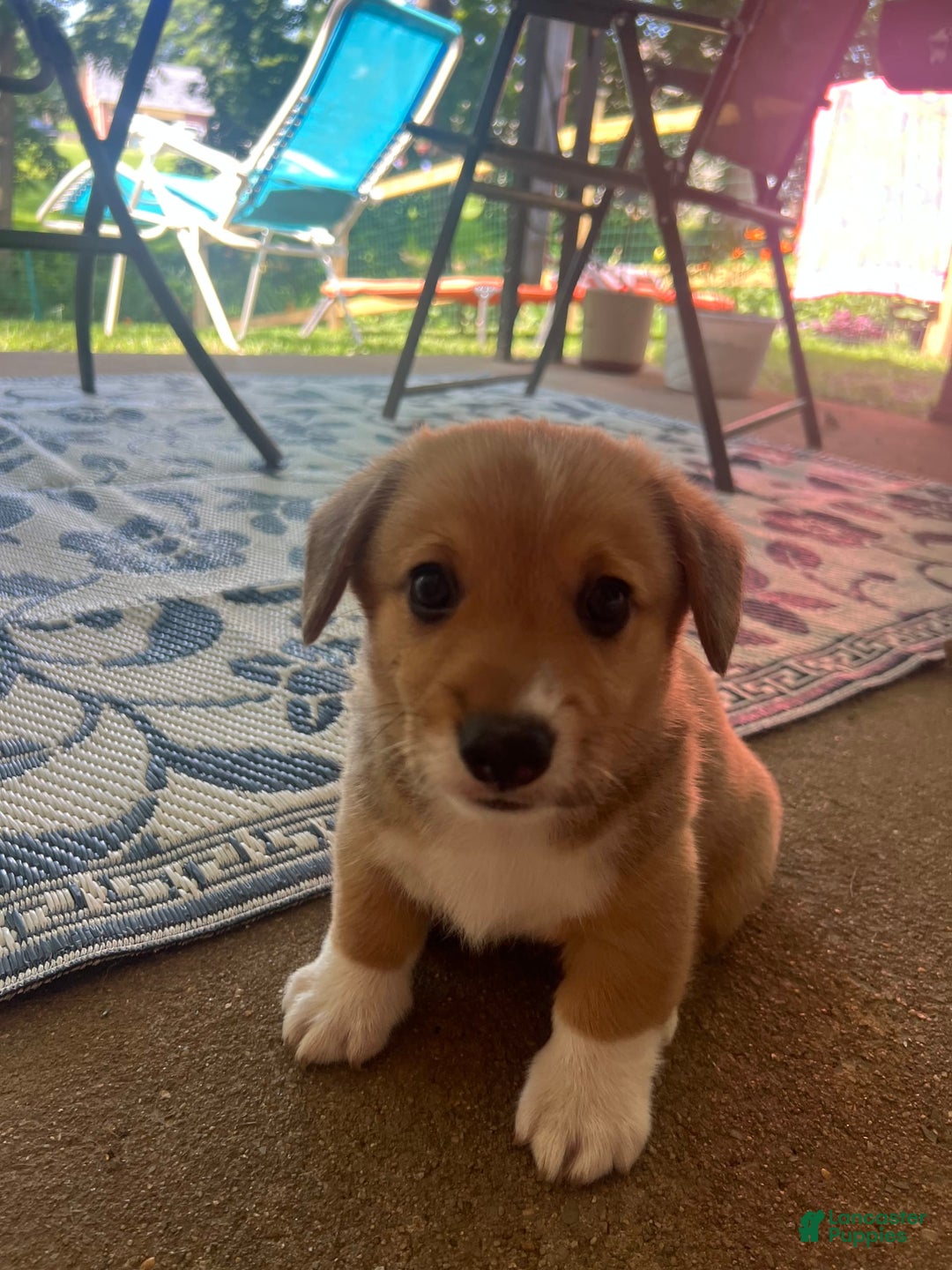 Welsh Corgi Pembroke dogs for sale: Murphy - Image 2