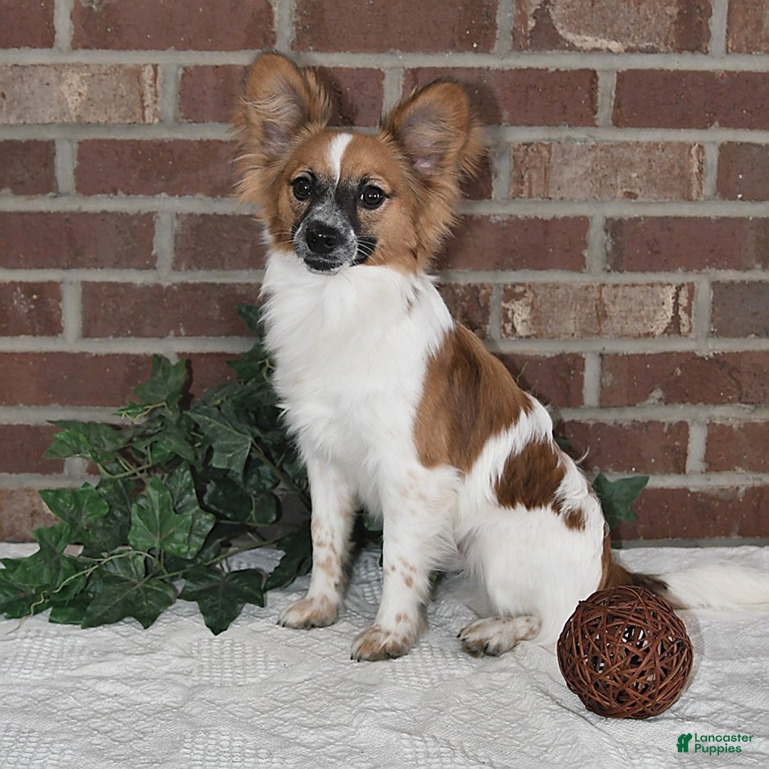 Papillon dogs for sale: Badger - Image 12