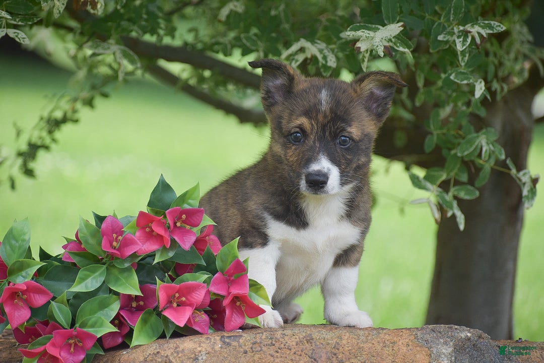 Welsh Corgi Pembroke dogs for sale: River - Image 2
