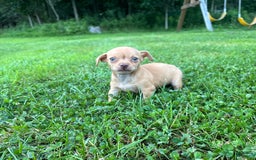 Chihuahua dogs for sale: Bella - Image 2